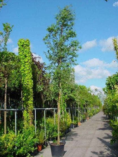  Eucalyptus Als Boom (Eucalyptus Gunnii)