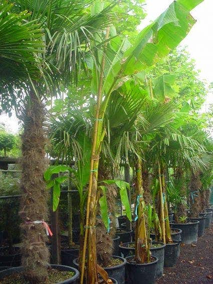  Borderpakket Jungle Border