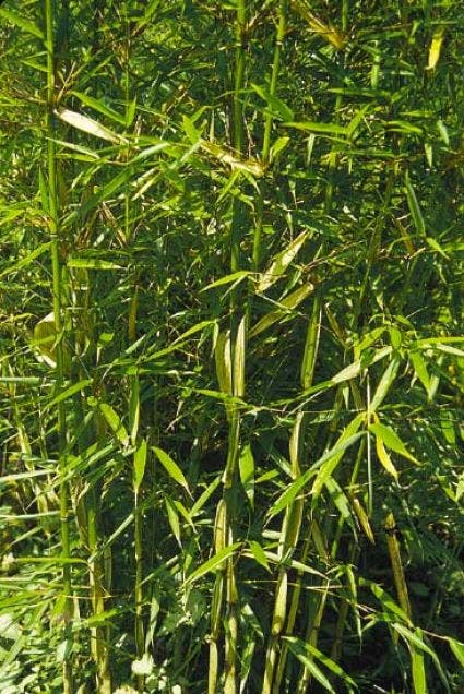  Niet Woekerende Bamboe (Fargesia Robusta)