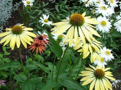  Zonnehoed (Echinacea Purpurea 'Sunrise')