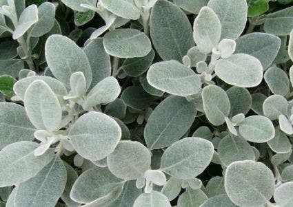  Brachyglottis (Brachyglottis 'Sunshine')