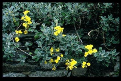  Brachyglottis (Brachyglottis 'Sunshine')