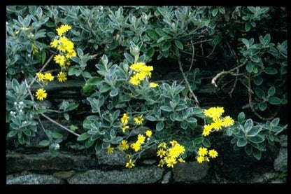  Brachyglottis (Brachyglottis 'Sunshine')