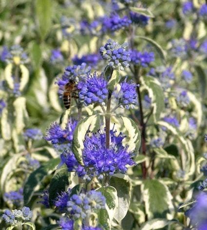  Caryopteris (Caryopteris 'White Surprise')