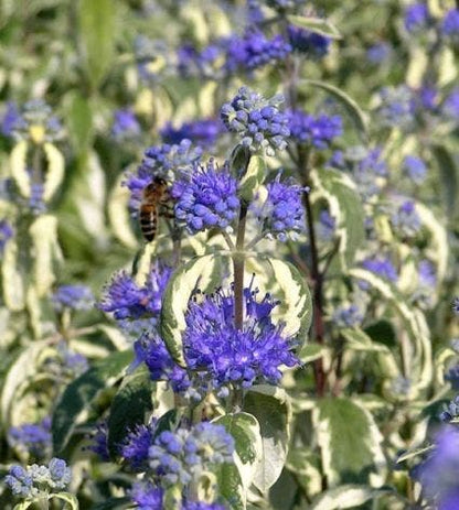  Caryopteris (Caryopteris 'White Surprise')