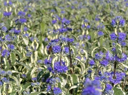  Caryopteris (Caryopteris 'White Surprise')