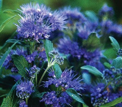  Caryopteris (Caryopteris Clandonensis 'Grand Blue')