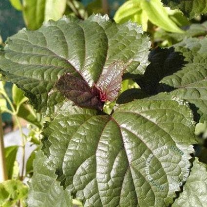  Pindakaasboom (Clerodendrum Bungei)