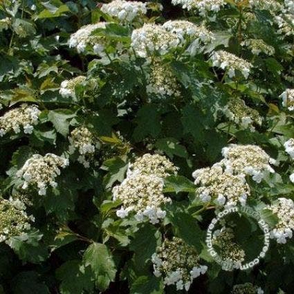  Gelderse Roos (Viburnum Opulus 'Compactum')