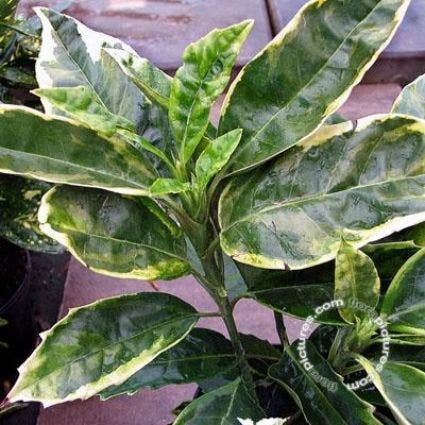  Broodboom (Aucuba Japonica 'Sulphurea Marginata')
