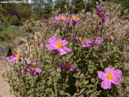  Cistus (Cistus Pulverulentus 'Sunset')
