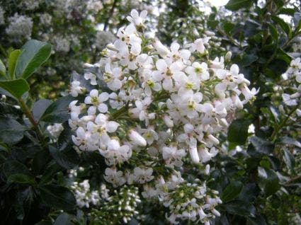  Escallonia (Escallonia 'Iveyi')
