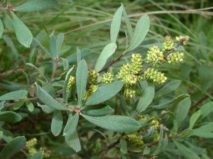  Gagel (Myrica Gale)
