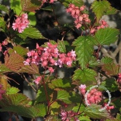  Trosspirea (Neillia Affinis)