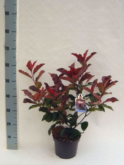  Glansmispel (Photinia Fraseri 'Camilvy')