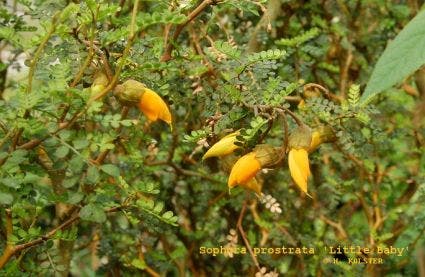  Honingboom (Sophora Prostrata 'Little Baby')