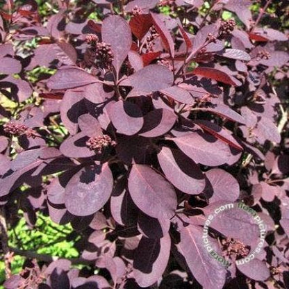  Pruikenboom Op Stam (Cotinus Coggygria 'Royal Purple' )