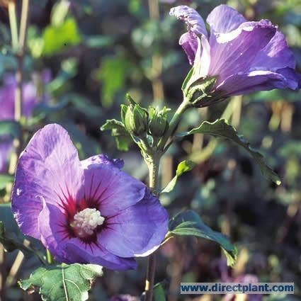  Altheastruik Op Stam (Hibiscus Syriacus 'Oiseau Blue')