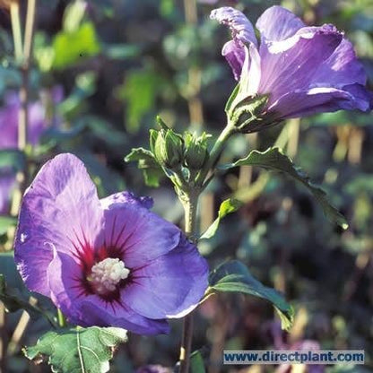  Altheastruik Op Stam (Hibiscus Syriacus 'Oiseau Blue')