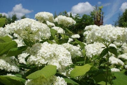  Hortensia (Hydrangea Arborescens 'Annabelle')