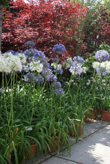  Afrikaanse Lelie (Agapanthus Africanus)