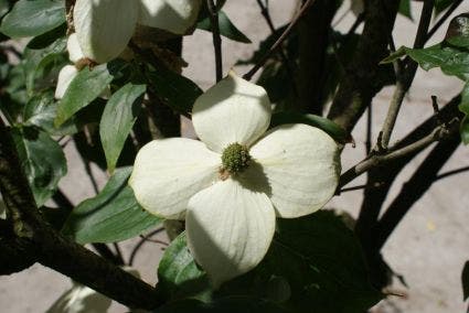  Kornoelje (Cornus Kousa Chinensis)
