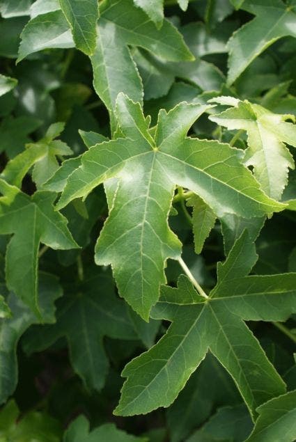  Amberboom (Liquidambar 'Gum Ball')