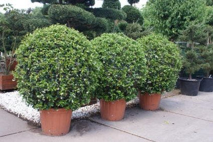  Toscaanse Jasmijn, Bolvorm (Trachelospermum Jasminoides )