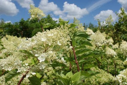  Pluimhortensia (Hydrangea Paniculata 'Phantom')