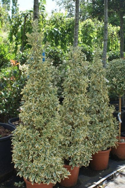  Kardinaalshoed Als Pyramide (Euonymus Japonicus 'Bravo')