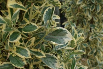  Kardinaalshoed Als Pyramide (Euonymus Japonicus 'Bravo')
