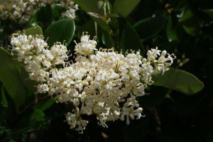  Kardinaalsmuts (Euonymus Japonicus)