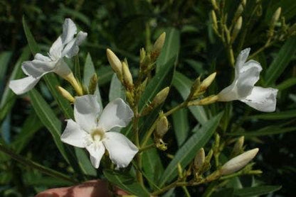  Witte Oleander (Nerium Oleander)