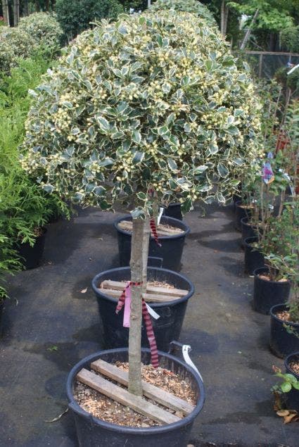  Hulst Op Stam (Ilex 'Argentea Marginata')