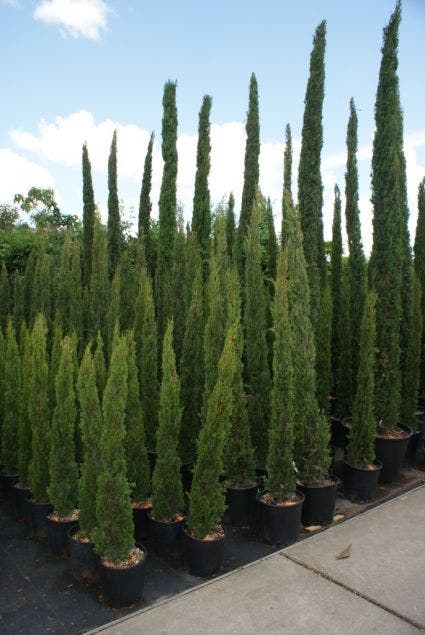  Italiaanse Cipres (Cupressus Sempervirens 'Totem')