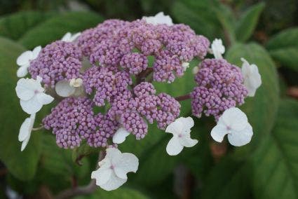  Fluweelhortensia (Hydrangea Aspera 'Macrophylla')