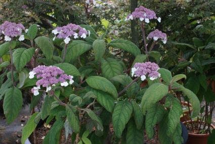  Fluweelhortensia (Hydrangea Aspera 'Macrophylla')