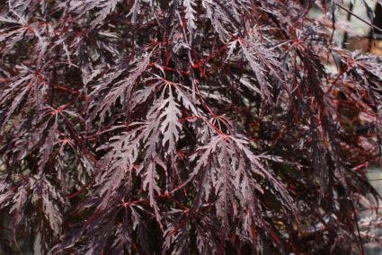  Japanse Esdoorn Op Stam (Acer Palmatum 'Tamuke Yama')