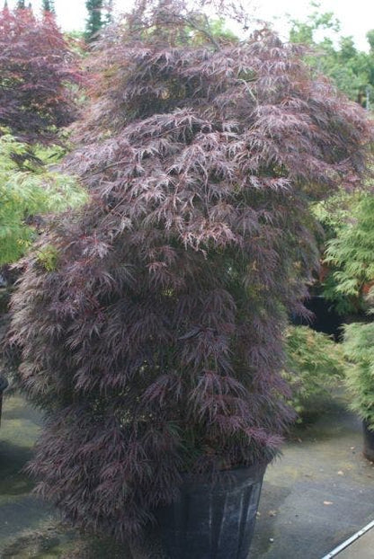  Japanse Esdoorn (Acer Palmatum 'Inaba-shidare')
