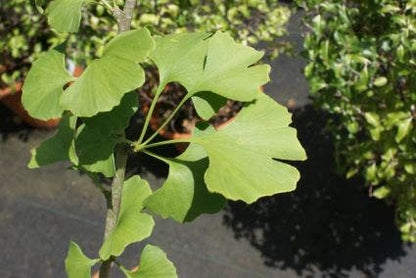  Japanse Notenboom (Ginkgo Biloba)