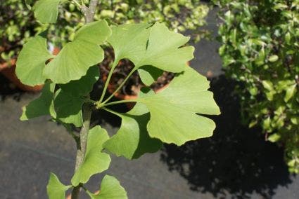  Japanse Notenboom Als Struik (Ginkgo Biloba)