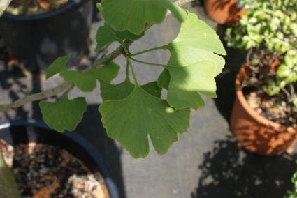  Japanse Notenboom, Meerstammig (Ginkgo Biloba)