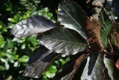  Rode Zuilbeuk (Fagus Sylvatica 'Dawyck Purple')