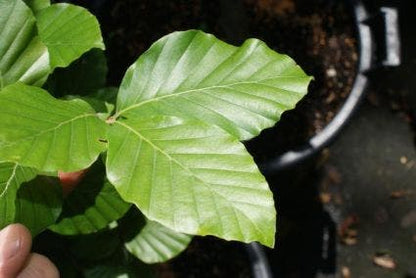  Gele Zuilbeuk (Fagus Sylvatica 'Dawyck Gold')