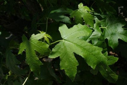  Amberboom (Liquidambar Styraciflua 'Worplesdon')