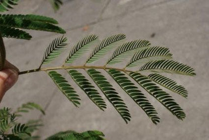  Perzische Slaapboom (Albizia Julibrissin)
