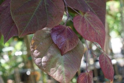  Judasboom Als Struik (Cercis Canadensis 'Forest Pansy')