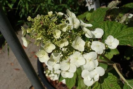 Eikenbladhortensia (Hydrangea Quercifolia 'Snow Queen')