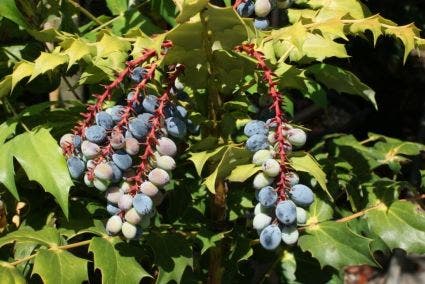  Chinese Mahoniestruik (Mahonia Bealei 'Hivernant')
