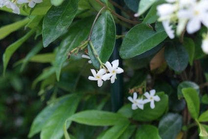  Toscaanse Jasmijn (Trachelospermum Jasminoides)